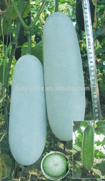 Early maturity Hybrid small wax gourd seeds for Growing-Early Emerald
