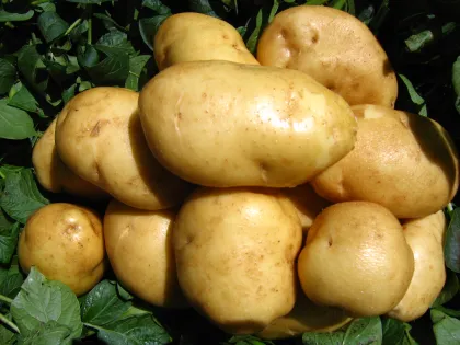 Selected Super Fresh Potato