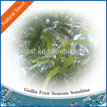 100% Natural Eucalyptus Oil-Globulus