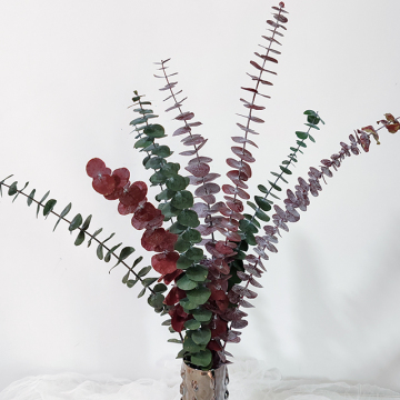 Hot Selling Immortal Little Eucalyptus Leaves Preserved Flowers for Home and Wedding Decor