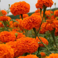 20% Tagetes erecta extrahieren luteinpulver