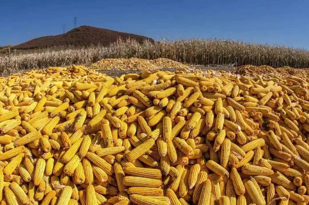 corn storage corn storage