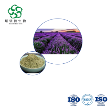 Chiết xuất Lavandula Angustifolia - Bán buôn bột hòa tan trong nước cho dược phẩm dinh dưỡng
