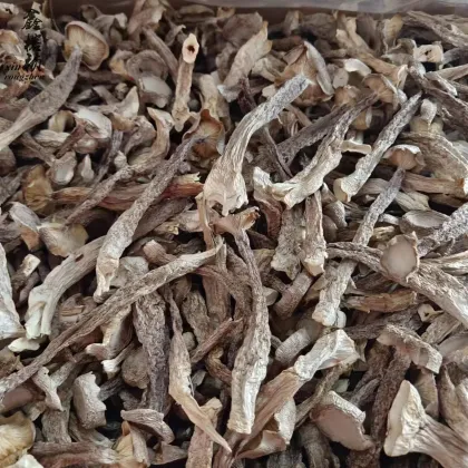 High Quality Edible Fungi: Hot Sale Pilose Antler Mushroom