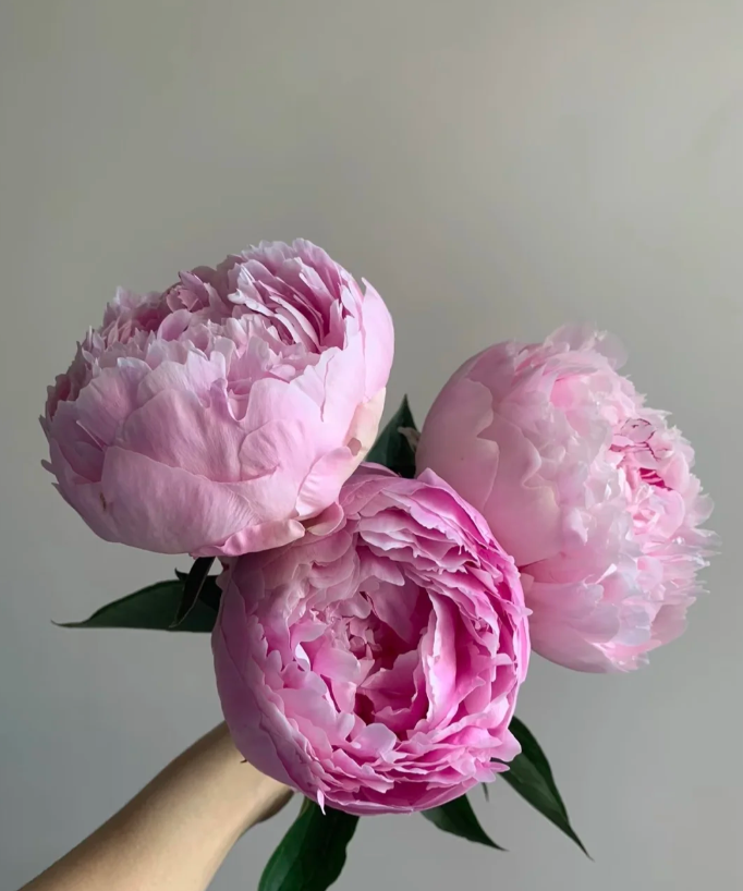 Paeonia lactiflora 'Sarah Bernhardt'