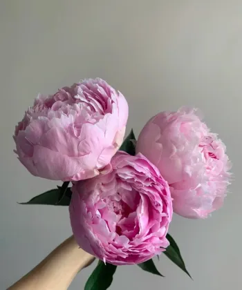 Paeonia lactiflora 'Sarah Bernhardt'