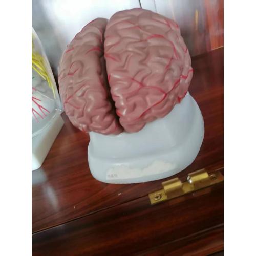 China Human Brain Anatomy Model Factory