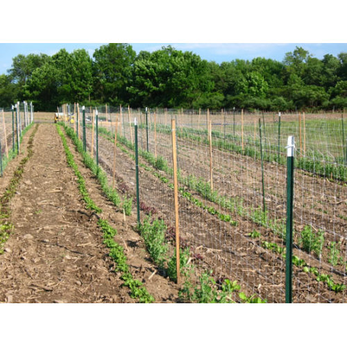 GREEN PAINTED T fence POST METAL FENCE POSTS