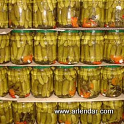 Canned cucumber r(pickled cucumber&cucumber in brine)