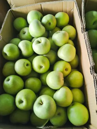 Orgin fresh Green Granny Smith apples