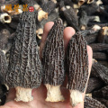 Novos produtos inteley morchella Preço do cogumelo morel preto