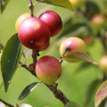 Camu Camu Extraktpulver mit Großhandelspreis