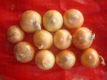 Sizes 7.0-10cm Fresh Yellow Onion Best Quality