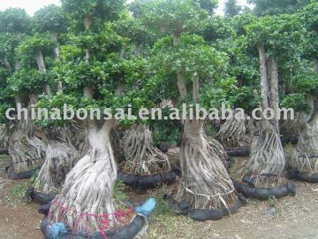 Ficus Microcarpa-Air Root trees