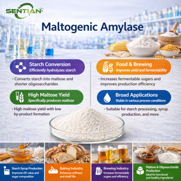 Bread Enhancement with Maltogenic Powder