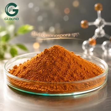 Micromonospora spp. Actinomycete Culture Material