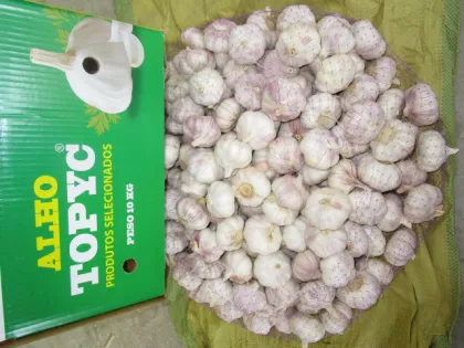 Normal White Garlic From Garlic Hometown Jinxiang