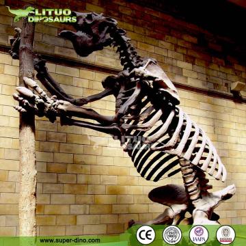 Realisitc Life Size Animal Skeleton Model for Sale