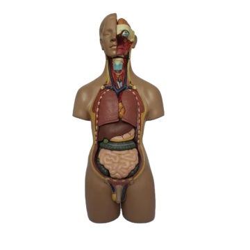 DARHMMY 55CM Unisex Torso Model for Human Anatomy Study