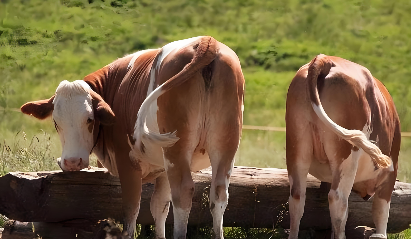 portable ultrasound machine for cows