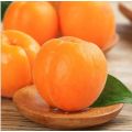 Best Quality Fresh Apricots