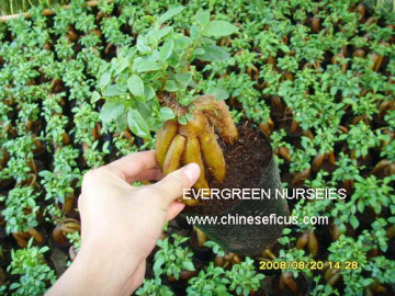 Ficus microcarpa, ficus ginseng