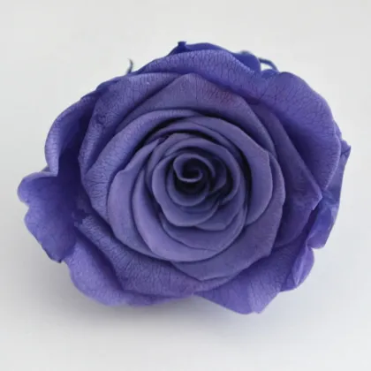 Sweet Pink Rose Flowers - Fresh Cut Flowers & Preserved Options