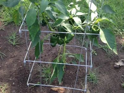 Stainless Steel Welded Mesh Plant Cage