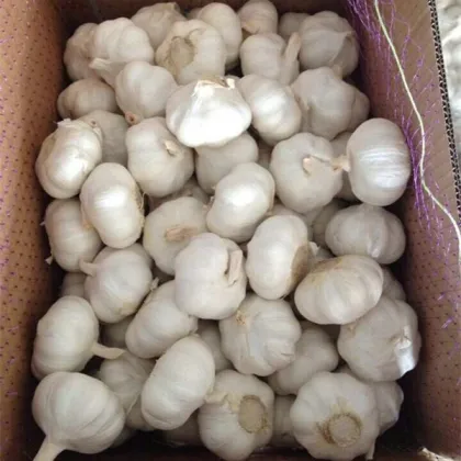 fresh chinese pure white garlic import china garlic good farmer garlic