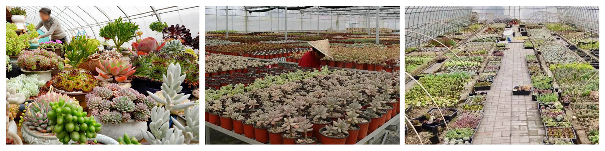 Succulent Greenhouse