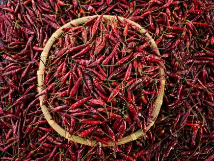 Strictly select spicy dried chili peppers
