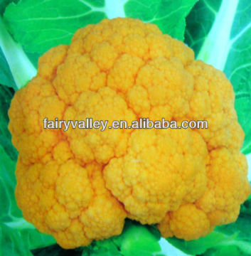 Excellent Quality Chinese F1 Hybrid Yellow Orange Broccoli Seeds For Sale