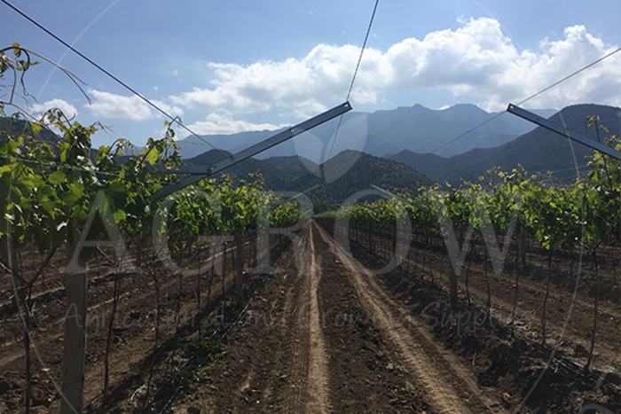 Trellis construction for grape vineyard