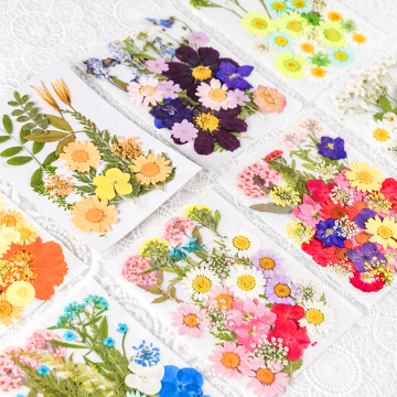 Intodiy Handicraft gepresste natürliche getrocknete Blüten für Harz hergestellt und mehr