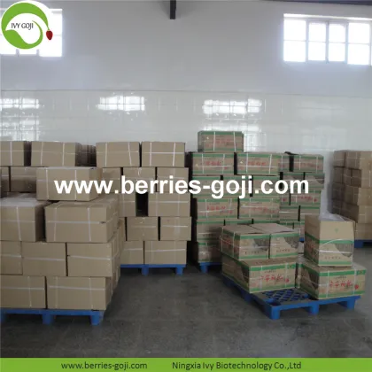 Factory Wholesale Nutrition Natural Zhongning Wolfberry