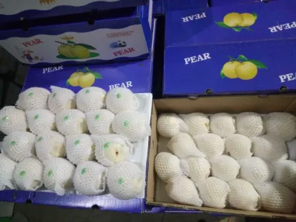 Fresh Sweet Juicy Ya pears with Best Price