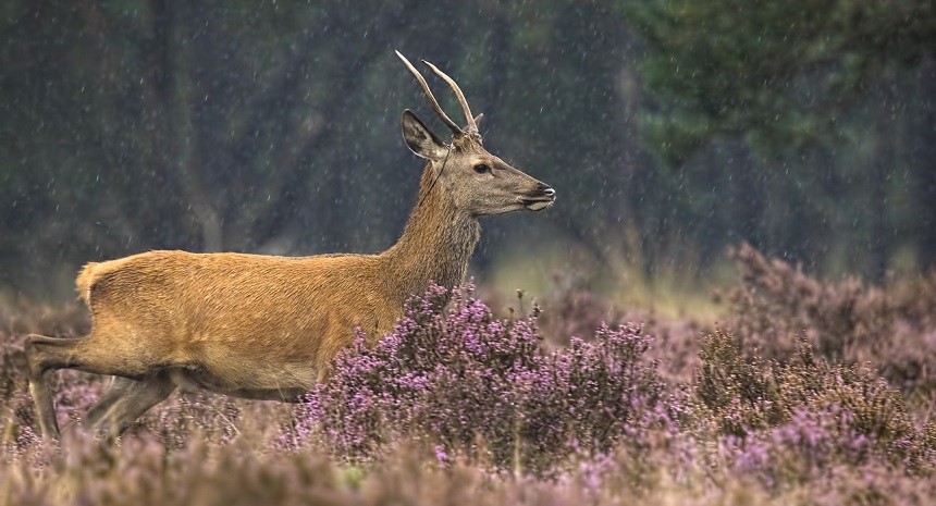 Do-Deer-Move-in-the-Rain-Wind-Weather-Red-Deer-Outdoors
