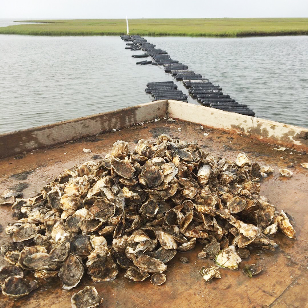 Oyster Growing