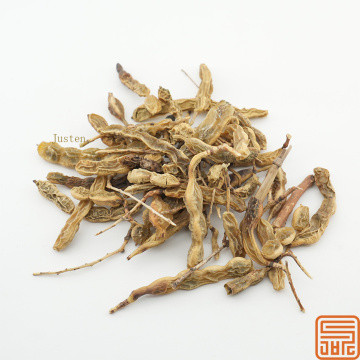 Extracto natural de Sophora Japonica Genistein 98%