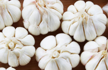 Garlic