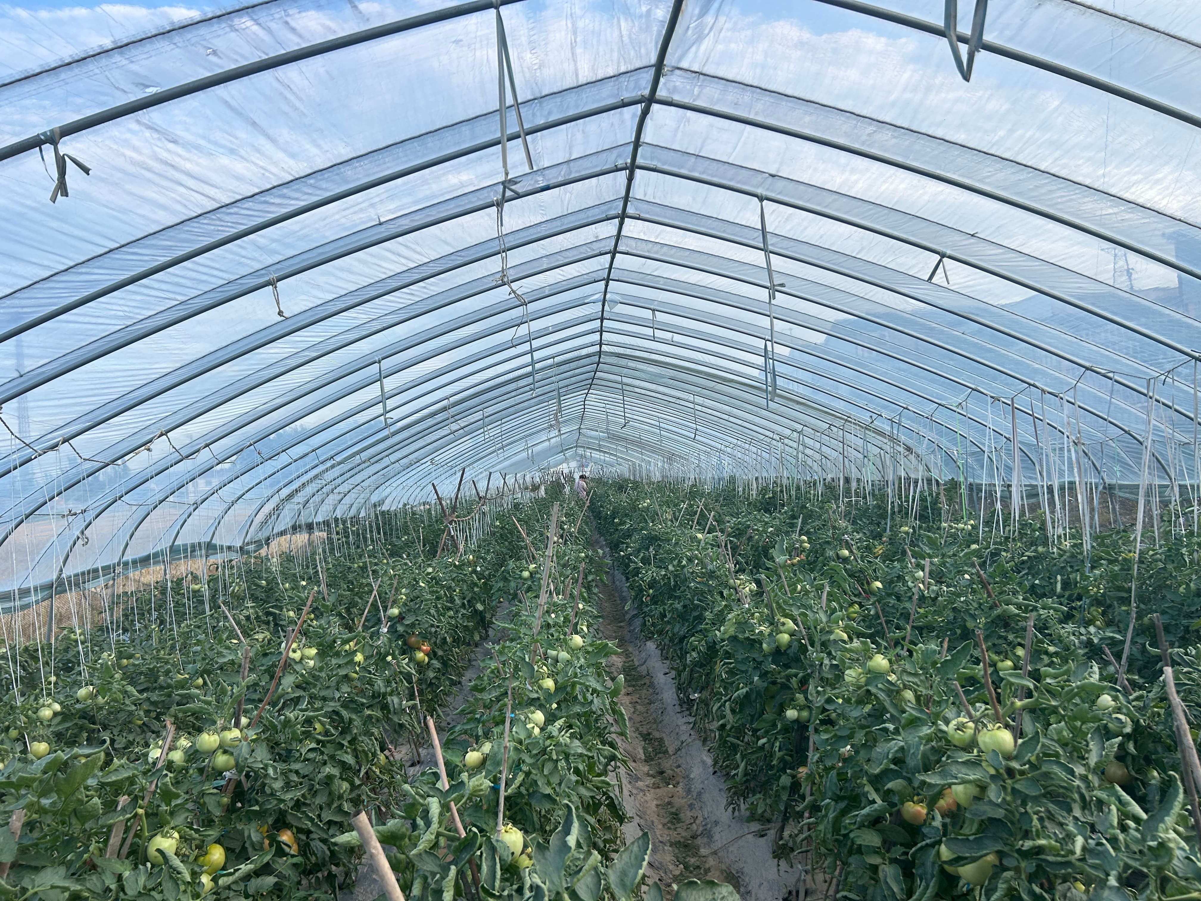 tomato greenhouse tunnel film3