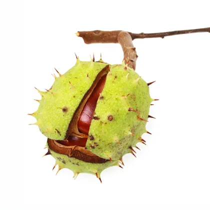 Wholesale rosa roxburghii extract