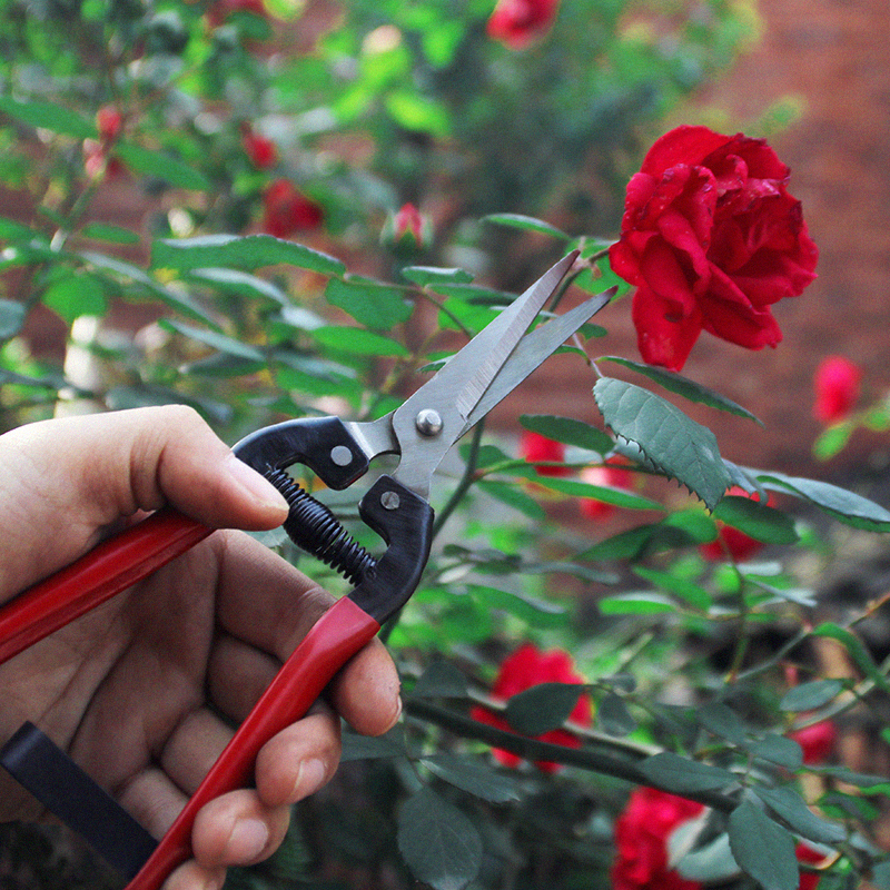 Professional fruit picking scissors grape harvesting grafting scissors garden manual pruning shears