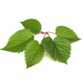 mulberry leaf extract powder 50% flavonoids