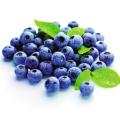 Direct Sales Bilberry Fruit Powder