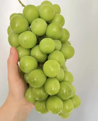 Premium Shine Muscat Grapes Fresh Harvested