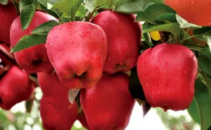 new crop huaniu apples