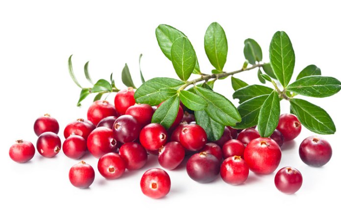 Cranberry Extract