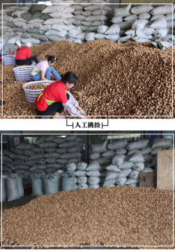 Extra Light Thin Shell Walnut for Bakery Use