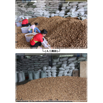 Fırıncılık Kullanımına Yönelik Ekstra Hafif İnce Kabuklu Ceviz